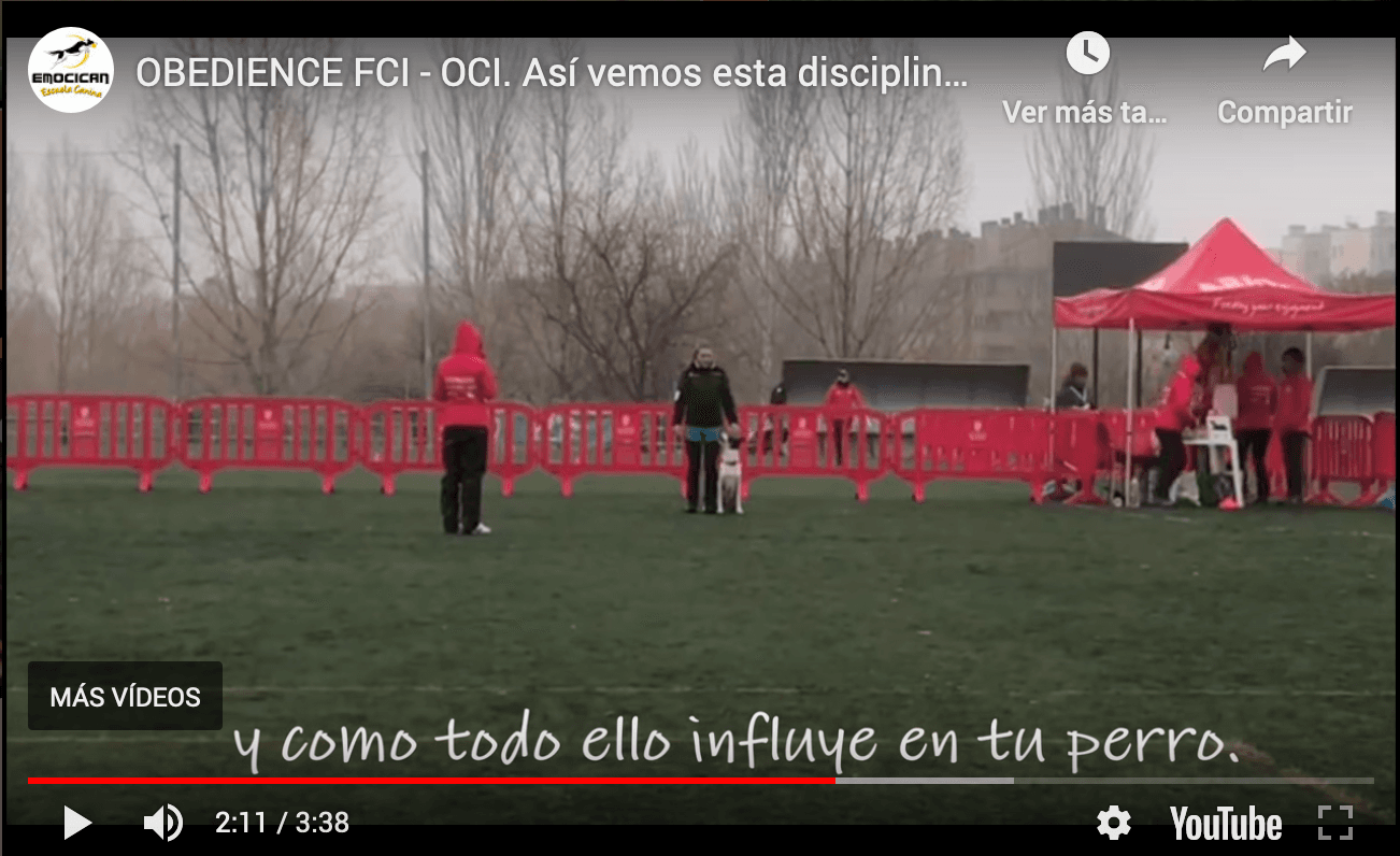 Écan Deportes Caninos - fútbol in A Cañiza